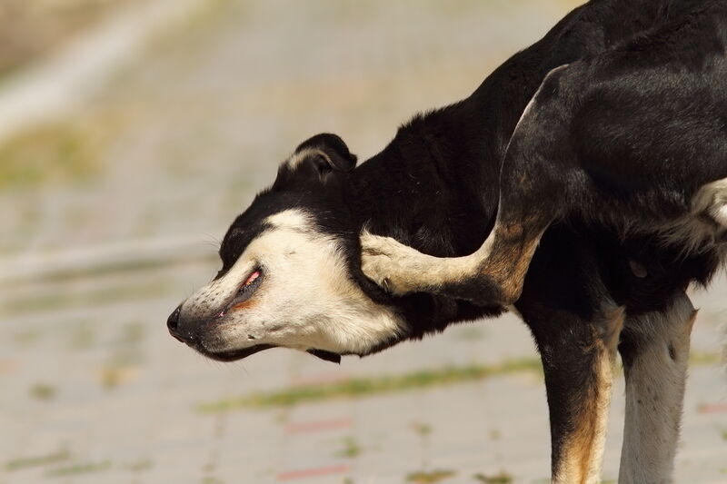 หมัด ปรสิตตัวร้ายของน้องหมาก่อโรคได้มากกว่าที่คาดคิด