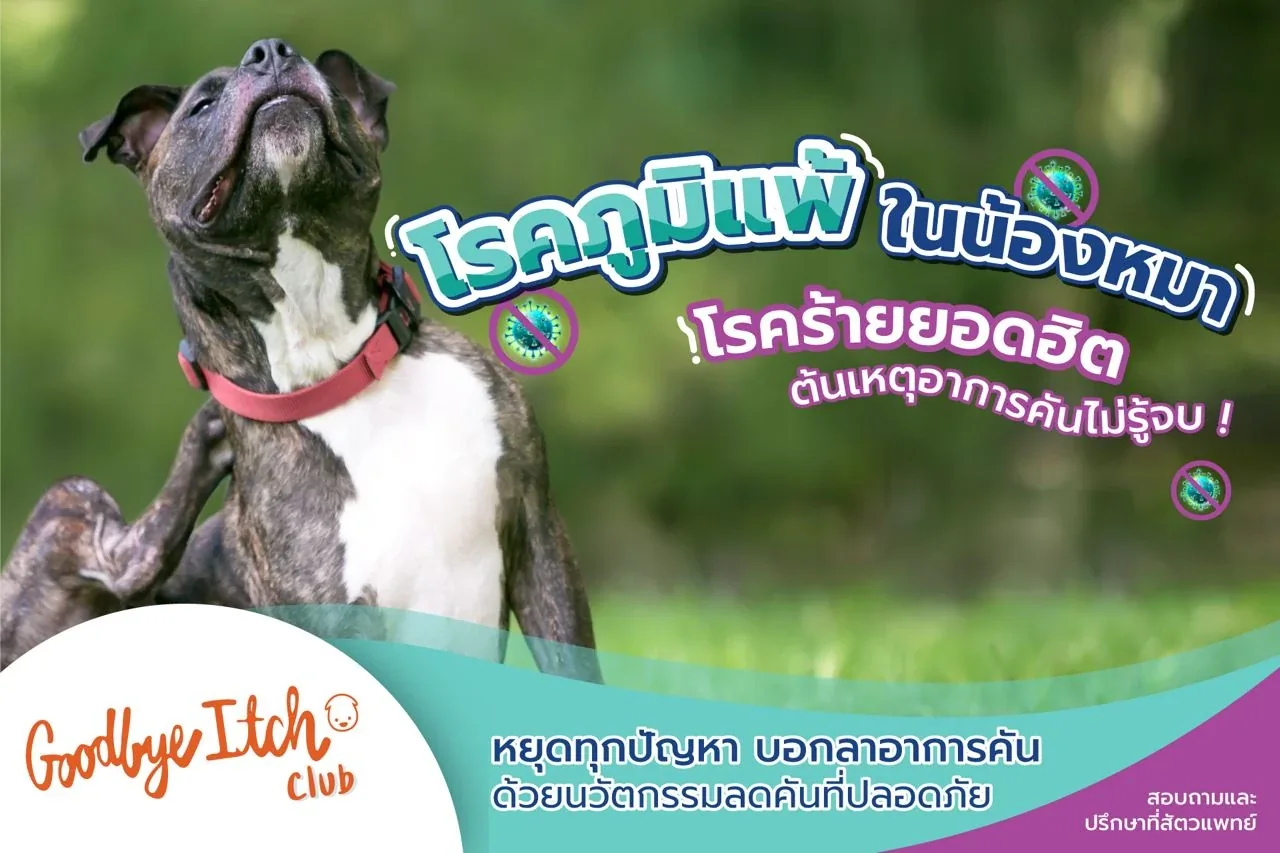 โรคภูมิแพ้ในน้องหมา